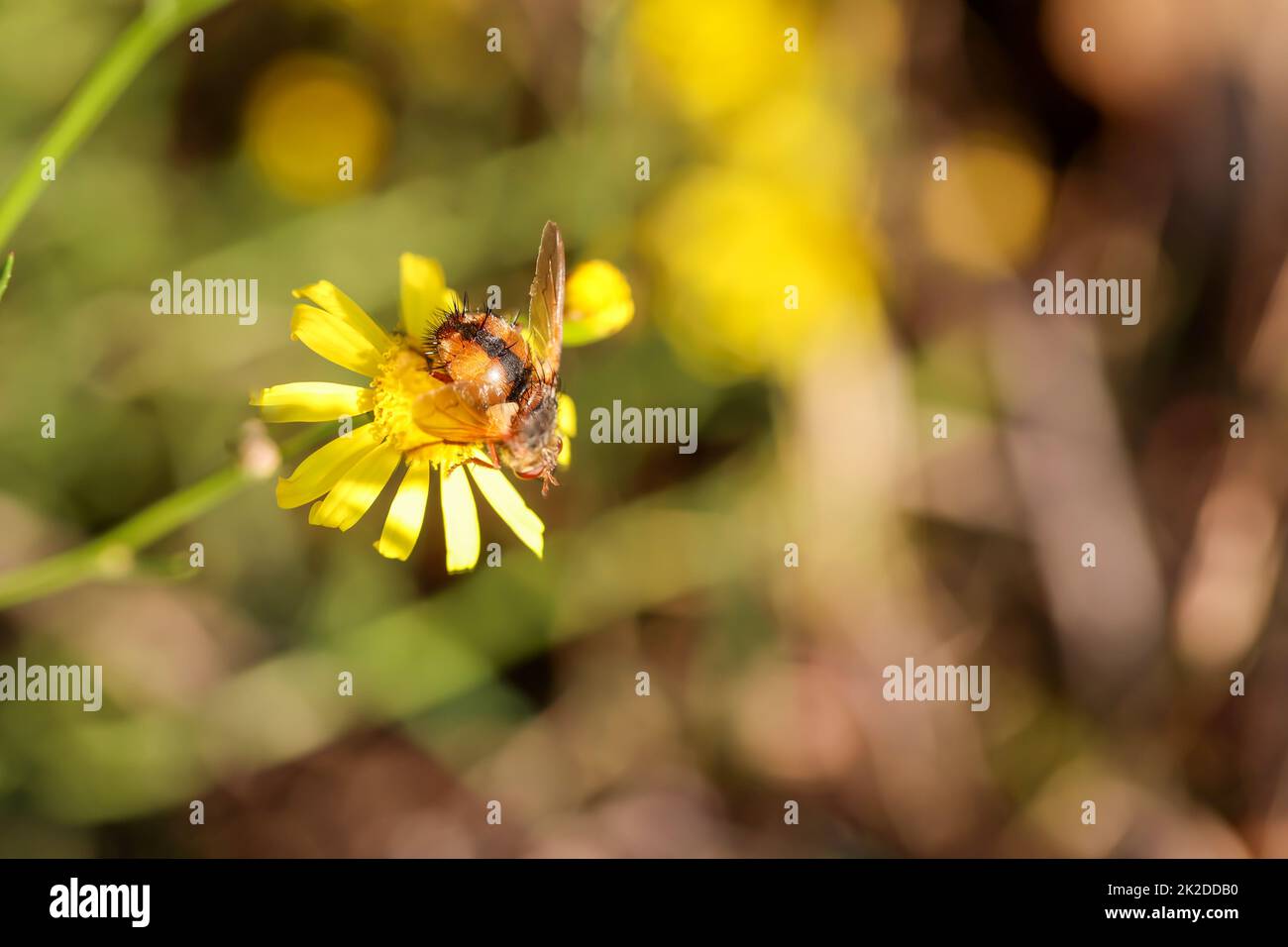 Un plantoir sur une plante à fleurs jaunes. Banque D'Images