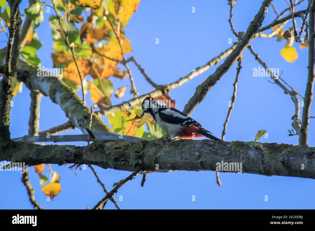 Un grand pic à pois examine l'écorce d'un arbre pour la nourriture. Banque D'Images