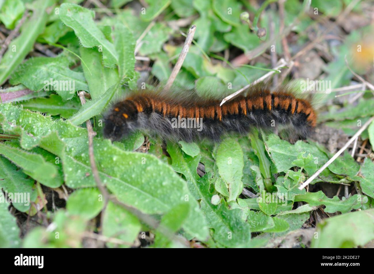 chenille de fox moth sur l'herbe Banque D'Images