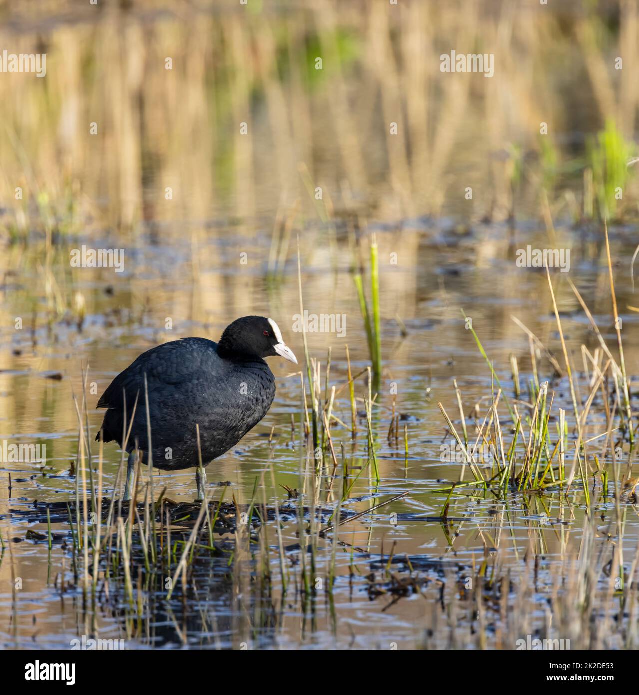 Black Coot (Fulica atra, Fulica Prior), Bohême du Sud, République tchèque Banque D'Images