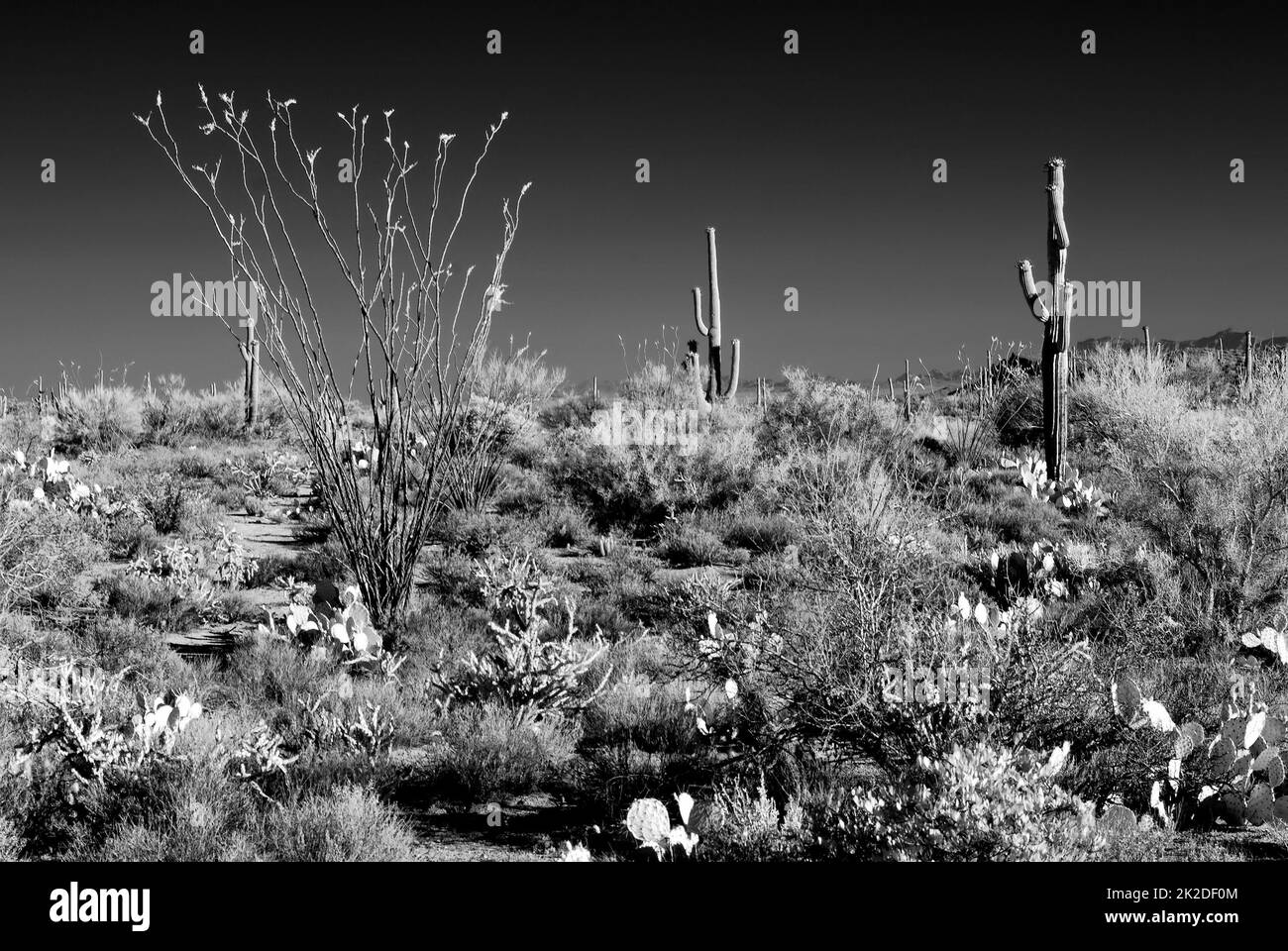 Infrarouge Sonora Desert Arizona Banque D'Images