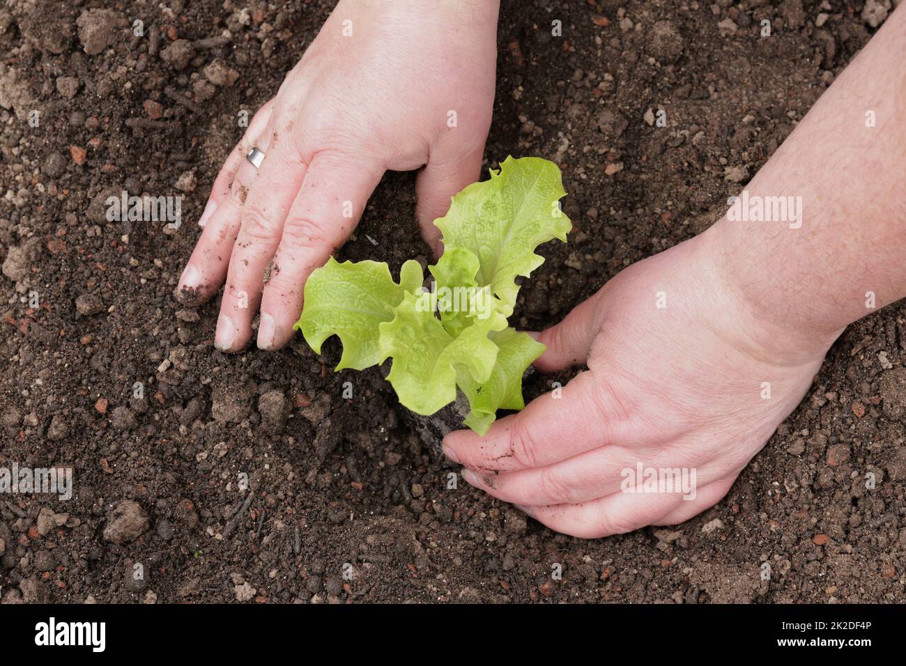 planter une jeune laitue Banque D'Images