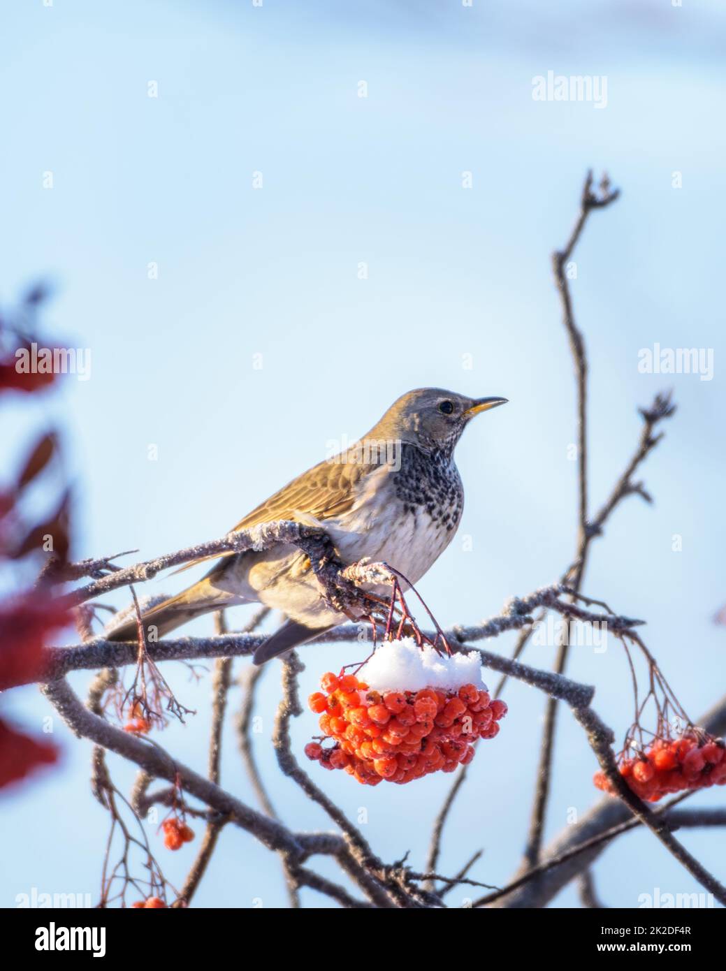 Un oiseau de blackbird est assis sur une branche enneigée d'un arbre de rowan, en gros plan Banque D'Images