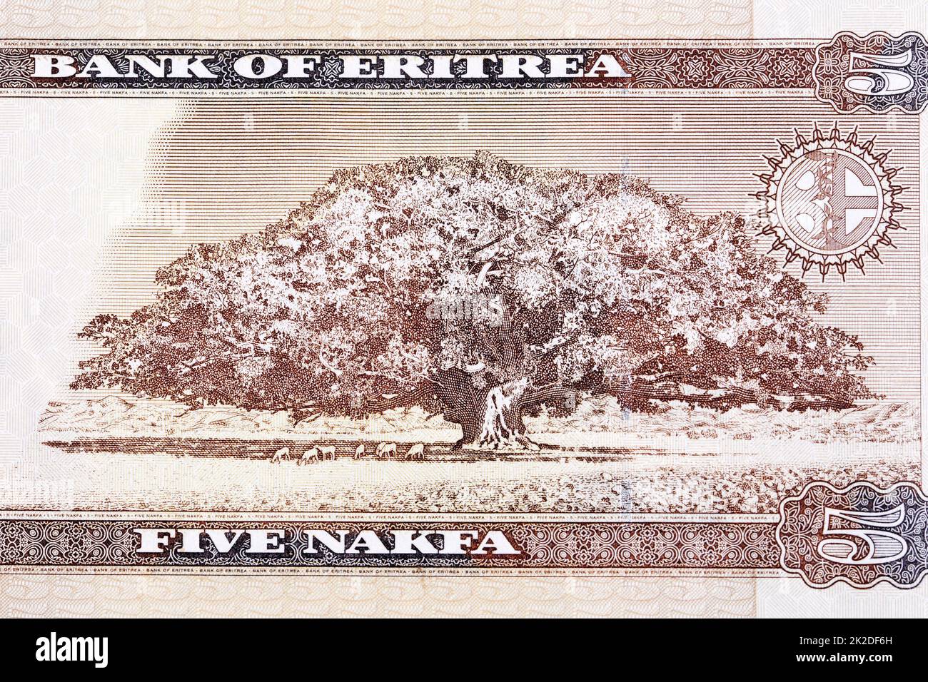 Figuier de Sycamore provenant du nakfa érythréen Banque D'Images