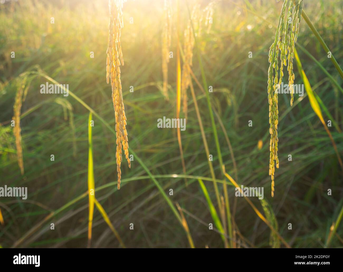 Riz paddy dans le champ de riz rural avec ciel nuageux à la lumière du jour Banque D'Images