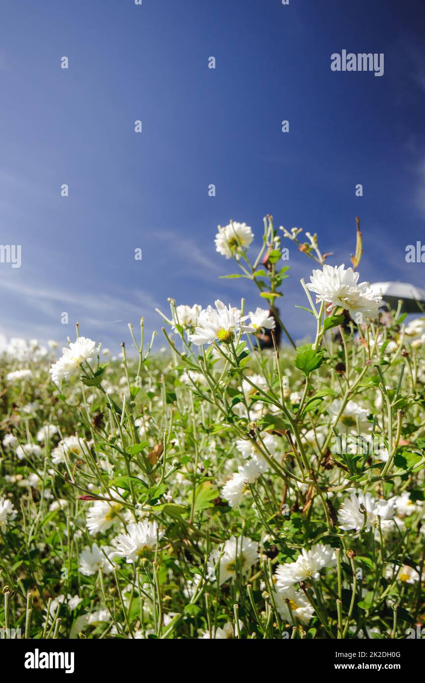 Dendranthema morifolium a des fleurs blanches bien cultivées dans les régions montagneuses de Thaïlande qui sont vendues comme des fleurs fraîches Banque D'Images