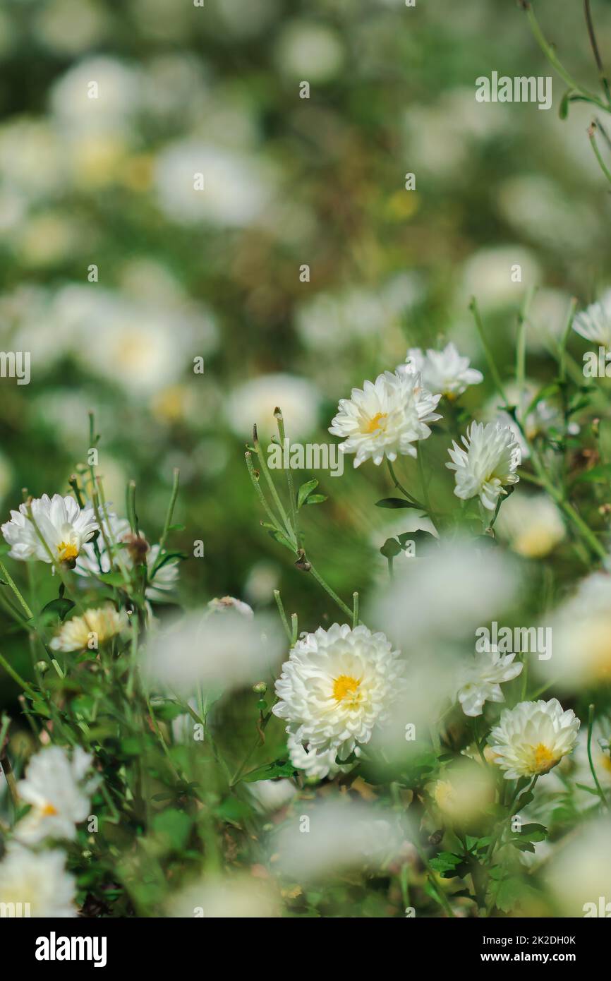Dendranthema morifolium a des fleurs blanches bien cultivées dans les régions montagneuses de Thaïlande qui sont vendues comme des fleurs fraîches Banque D'Images