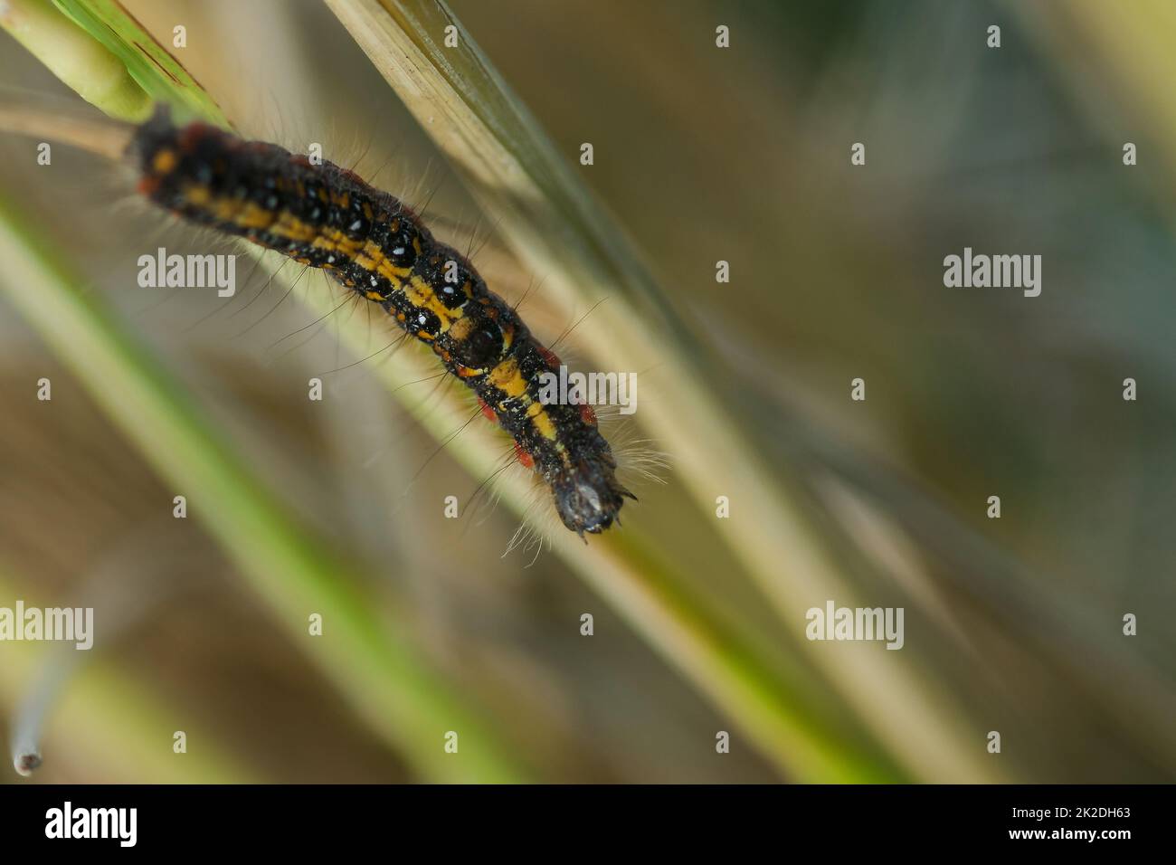 Les vers sont sur la plante de riz dans la nature. Banque D'Images
