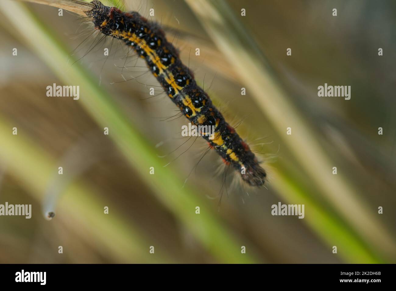 Les vers sont sur la plante de riz dans la nature. Banque D'Images