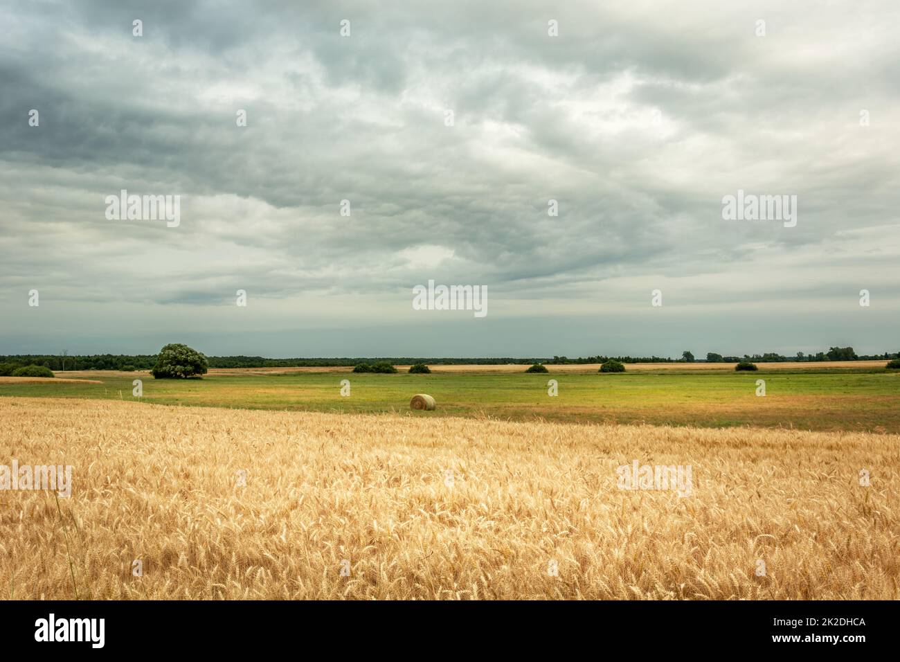 Champ avec grain et nuages gris dans le ciel Banque D'Images