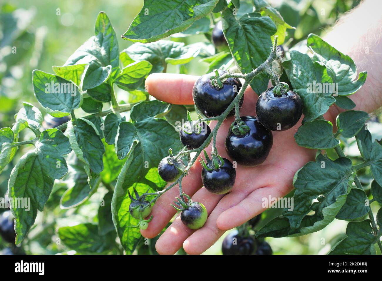 Les tomates noires sur une branche dans le jardin. Tomate rose Indigo Banque D'Images