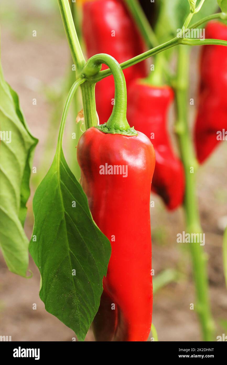 Plantes de poivron rouge frais croissant en plantation Banque D'Images