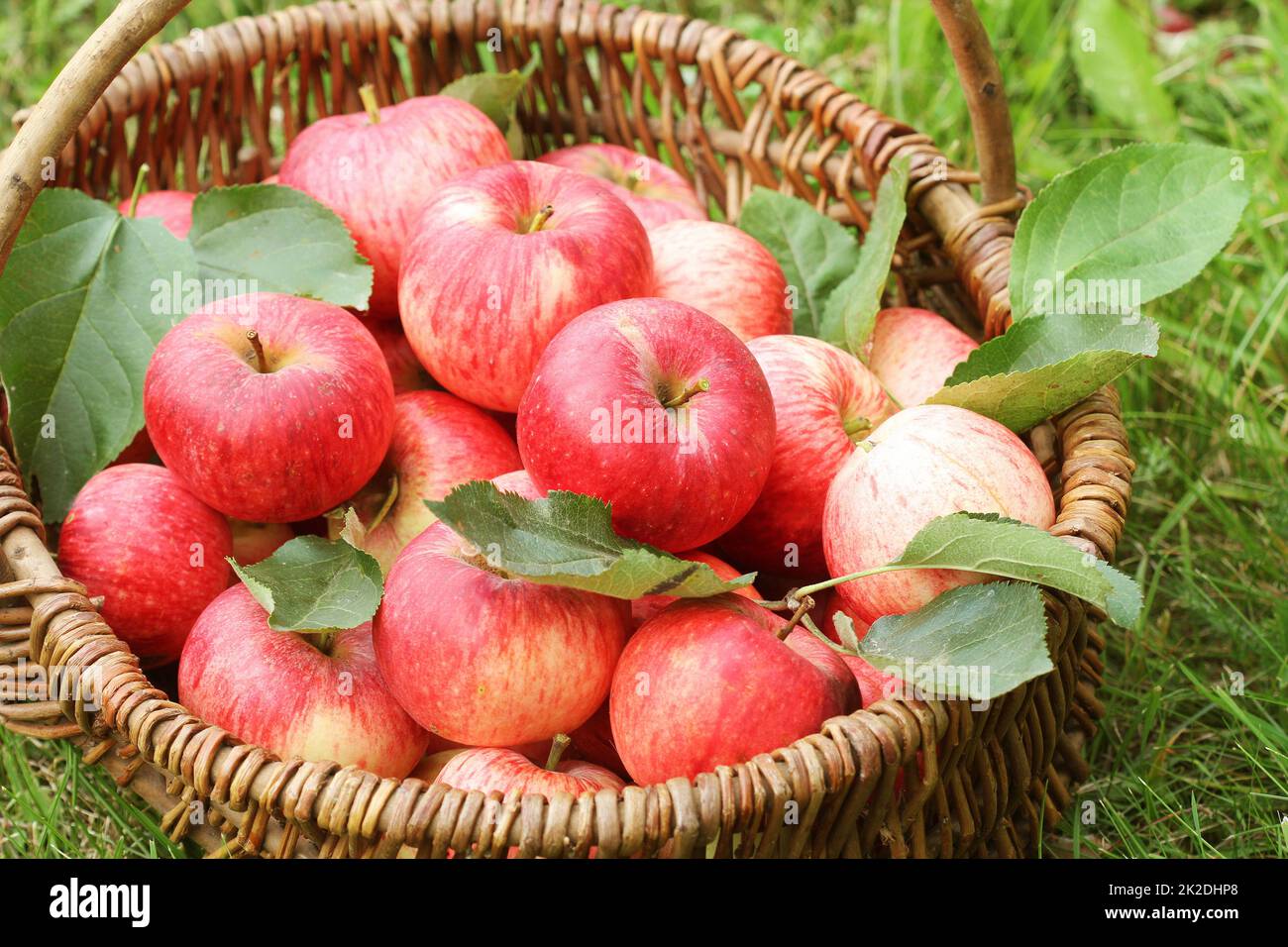 Panier de pommes rouges sur l'herbe dans le jardin Banque D'Images