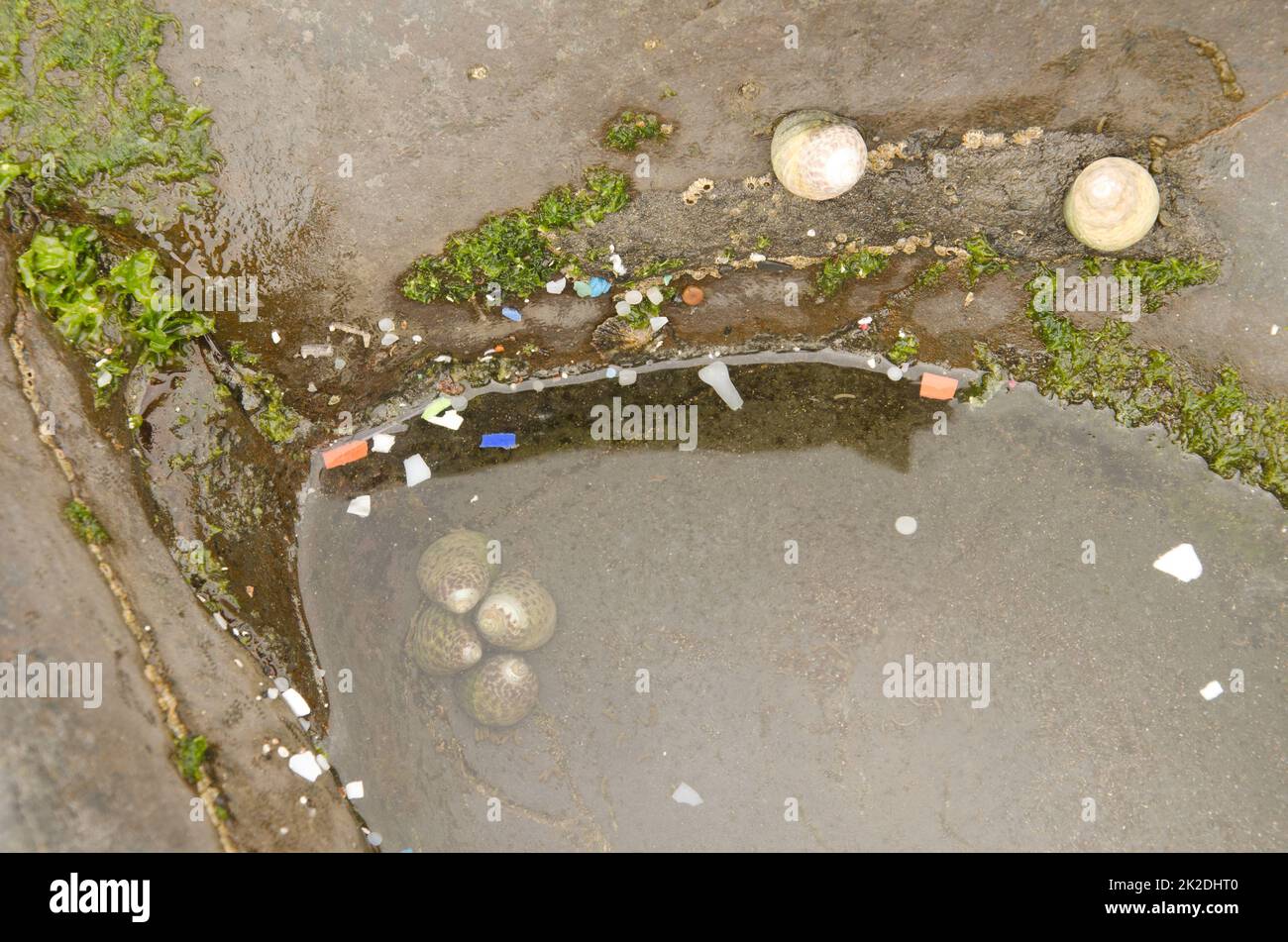 Microplastic dans une flaque côtière. Banque D'Images