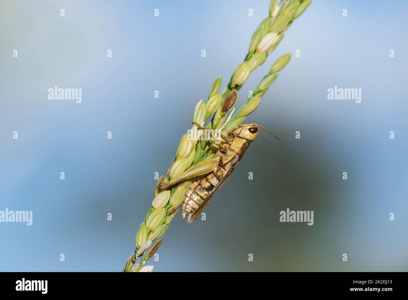 Petits sauterelles sur la plante de riz dans la nature Banque D'Images