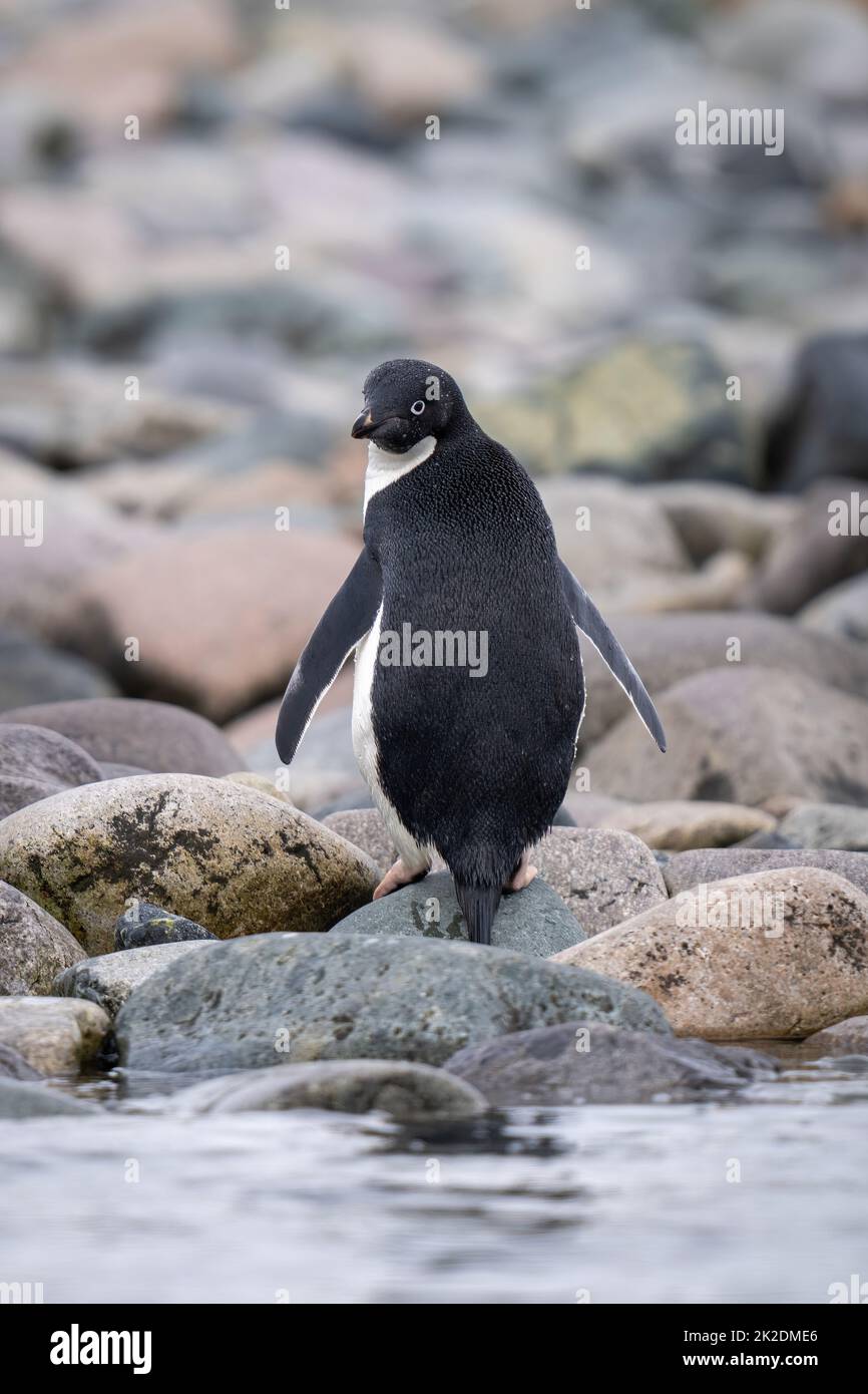 Le pingouin d'Adelie se dresse sur des rochers qui regardent vers l'arrière Banque D'Images