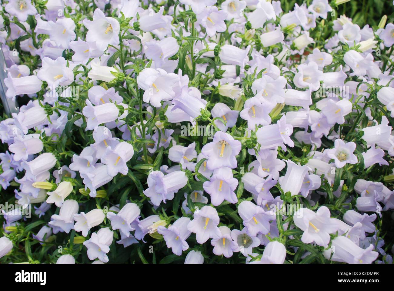 Fleurs de Campanula pourpres. Campanula Portenschlagiana Banque D'Images