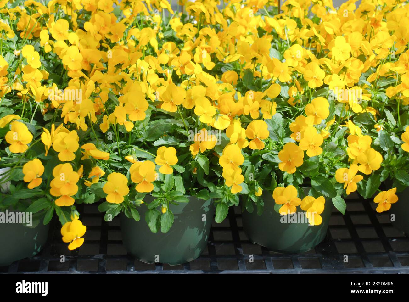Pansies de fleurs jaunes et violettes claires pour une fleur en pansy colorée Banque D'Images