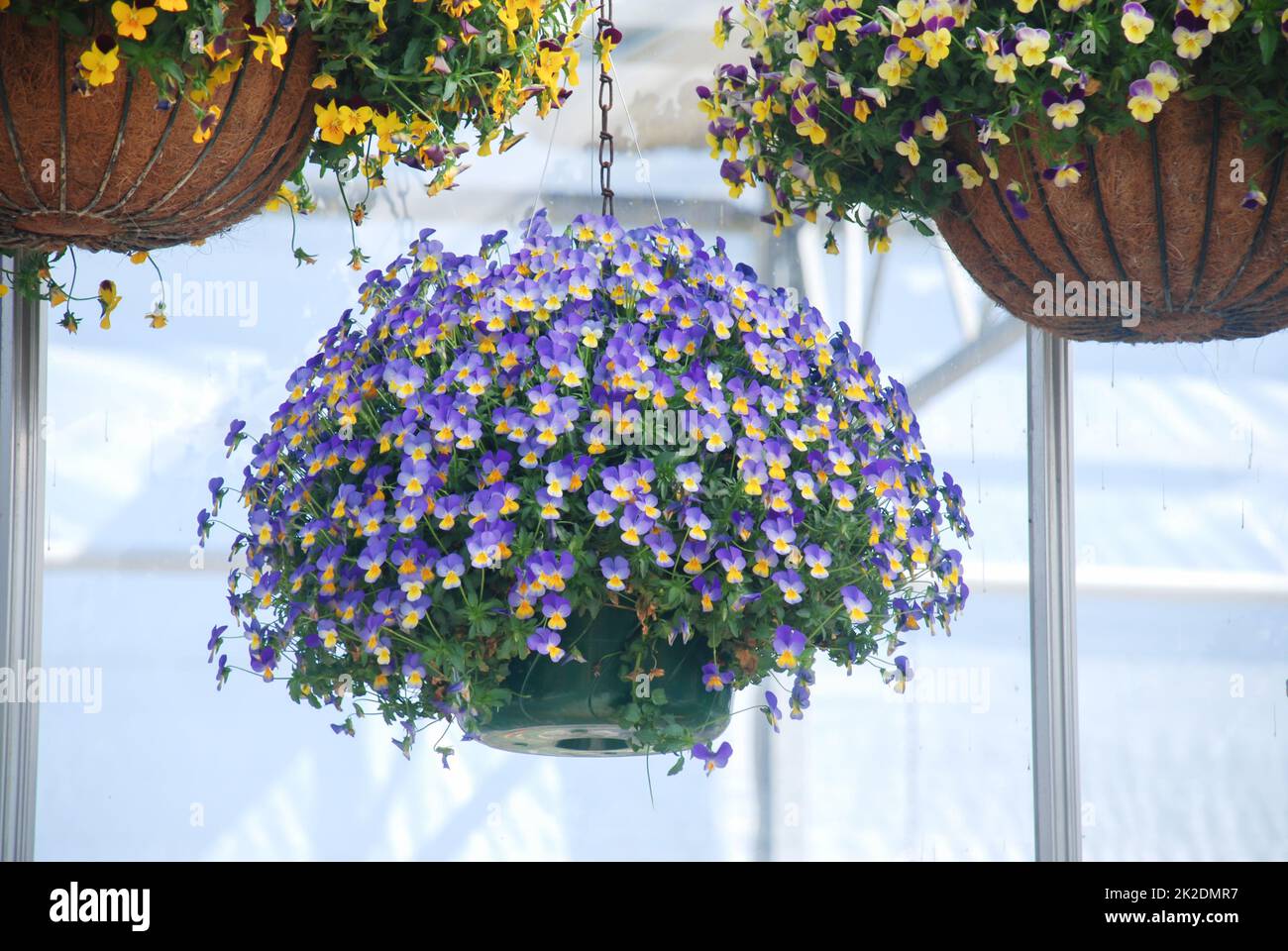 Pansies de fleurs jaunes et violettes claires pour une fleur en pansy colorée Banque D'Images