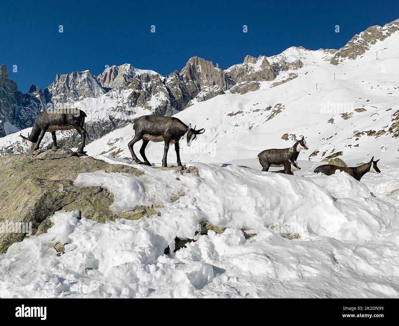 Chamois au camp de raquettes à la station de montagne Pavillon le long du Skyway Monte Bianco à Courmayeur ville, Italie Banque D'Images