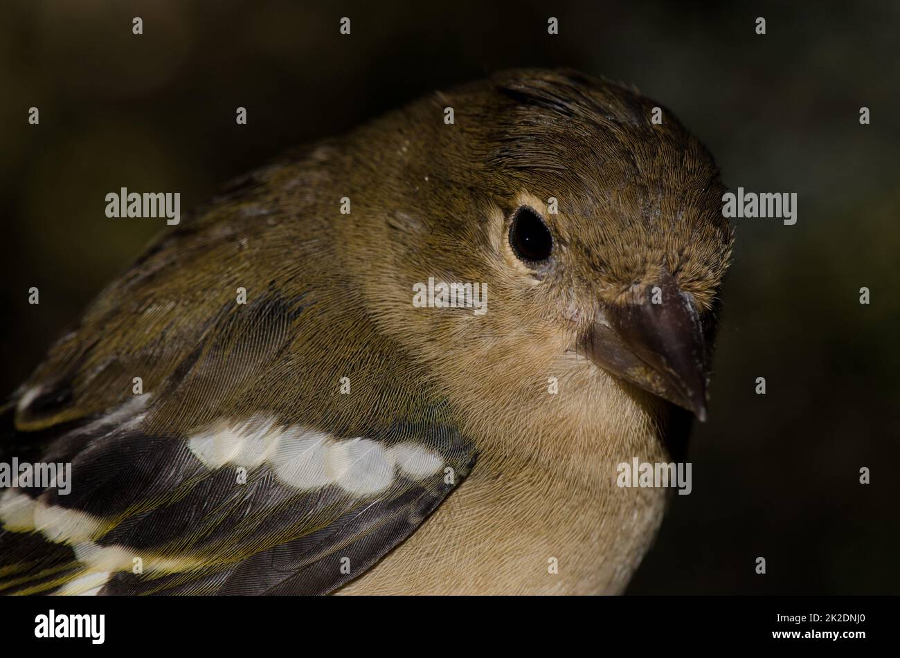 Chaffinch femelle Fringilla canariensis bakeri. Banque D'Images