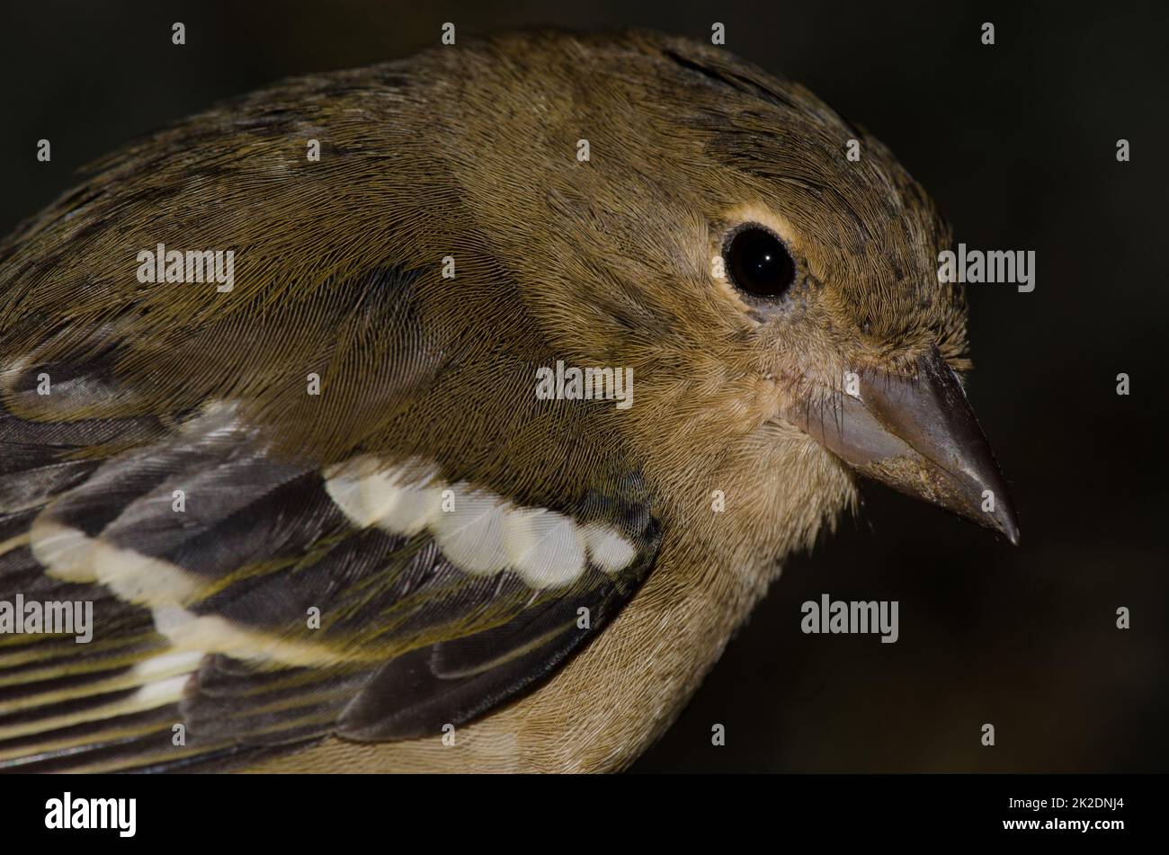 Chaffinch femelle Fringilla canariensis bakeri. Banque D'Images
