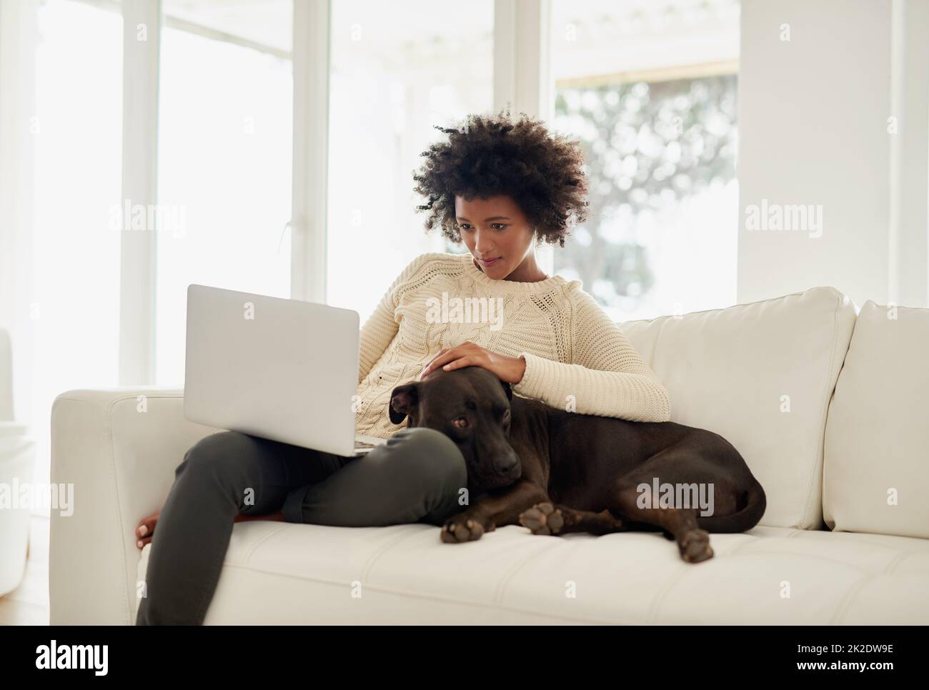 HES un bon garçon. Photo d'une jeune femme attirante qui pète son chien tout en utilisant son ordinateur portable sur le canapé à la maison. Banque D'Images