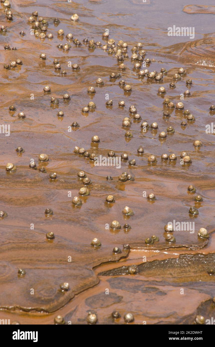 Escargots Phorcus sauciatus. Banque D'Images