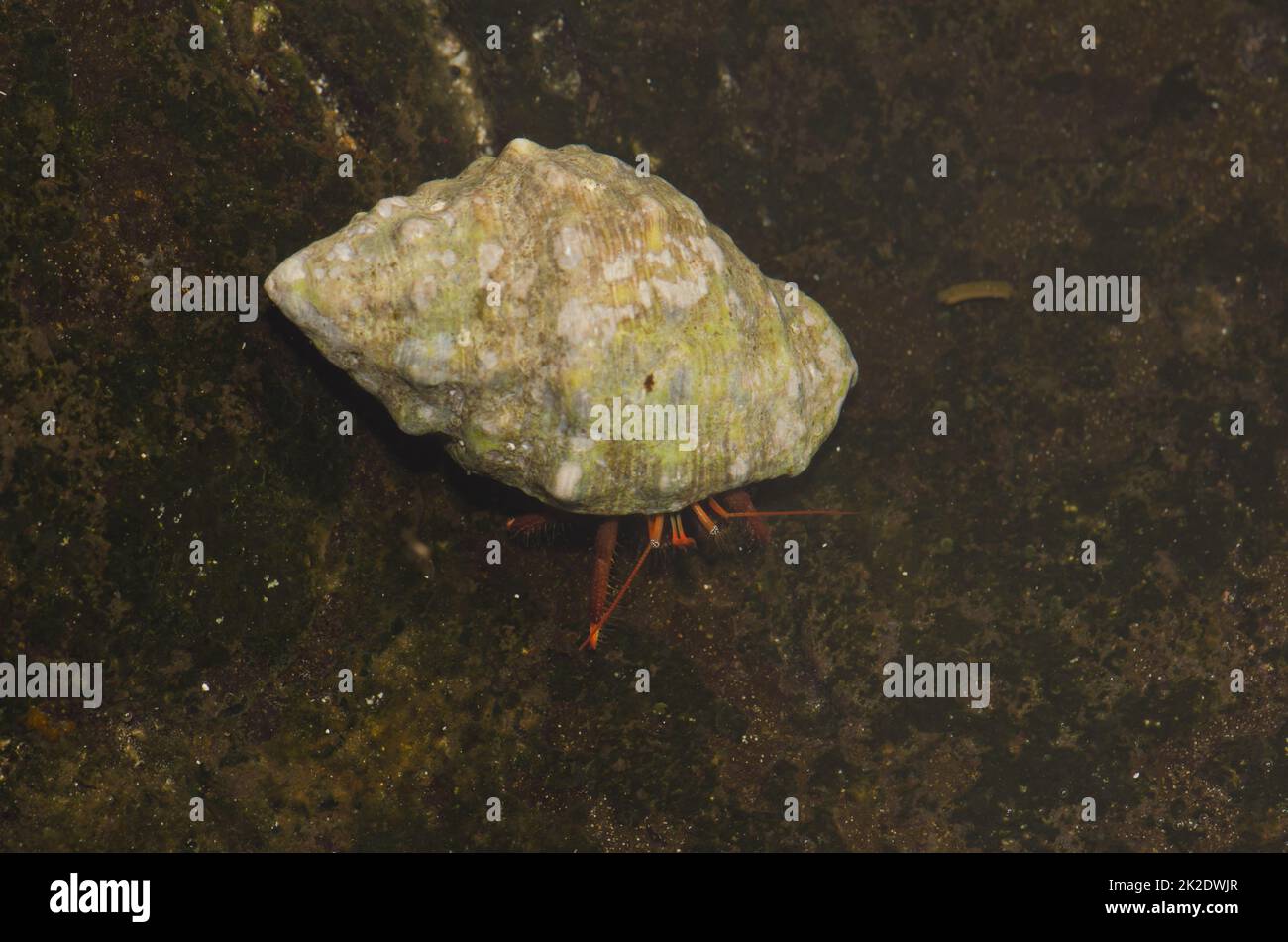 Crabe ermite occupant une coquille de roche à gueule rouge. Banque D'Images