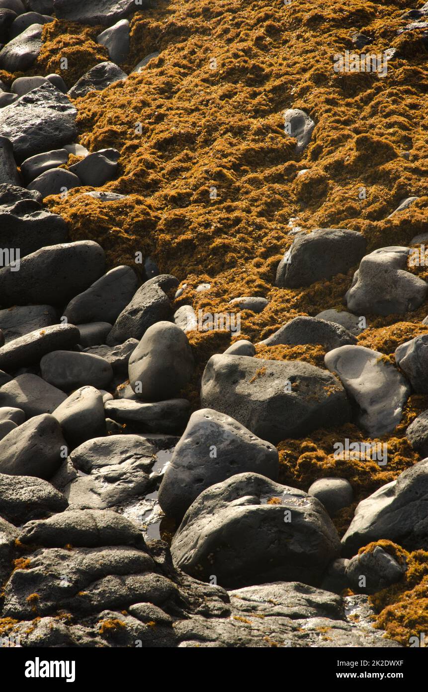Rochers et algues brunes laissés par la mer. Banque D'Images