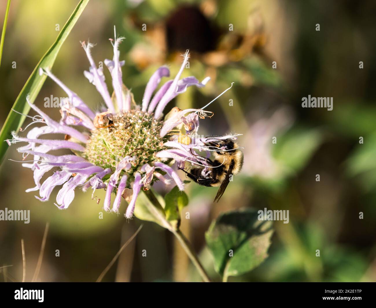 Une abeille commune de l'est, bombus impatiens, boit le nectar des fleurs de bergamote sauvage dans un parc de l'ouest du Wisconsin. Banque D'Images