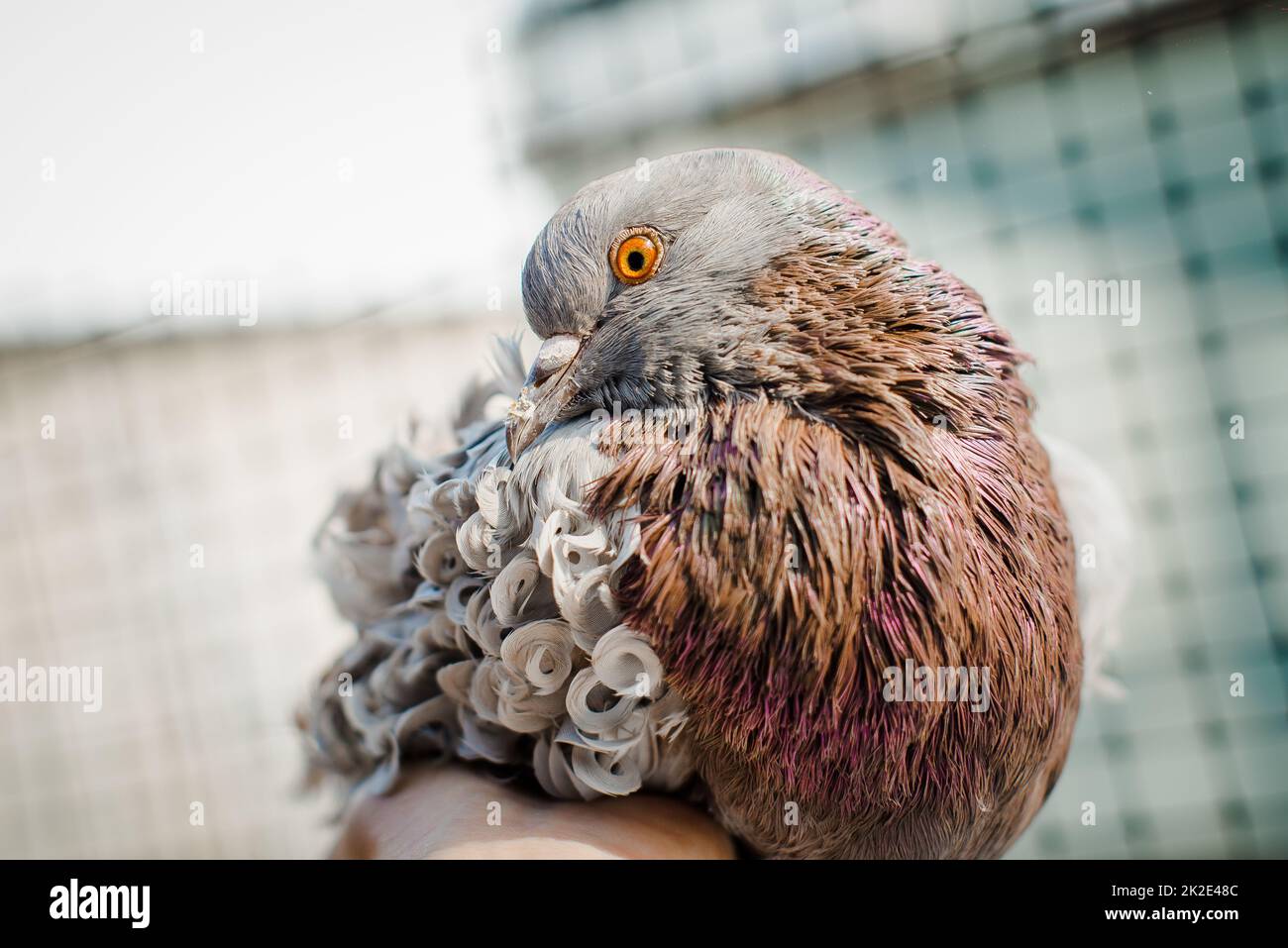 Pigeon brun en forme de curly allongé dans une main humaine. Race spéciale et colombe très mignonne Banque D'Images