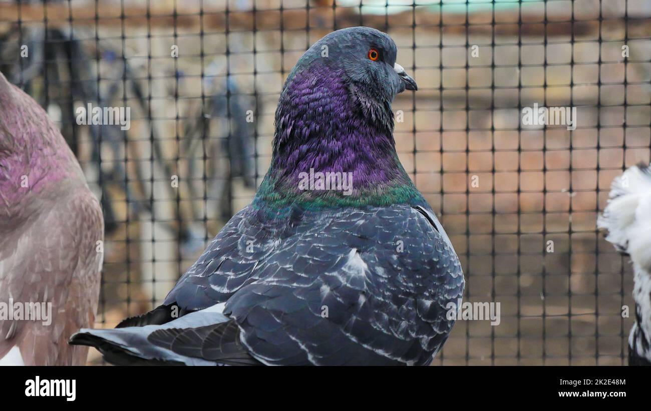 Pigeon coloré décoratif. Banque D'Images