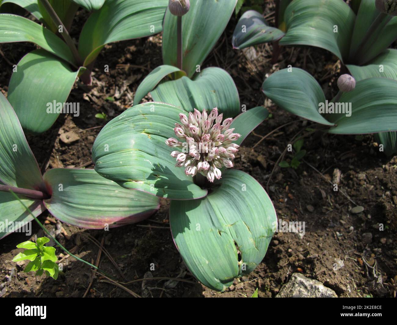 Oignon ornemental à fleurs, Allium carataviense Banque D'Images