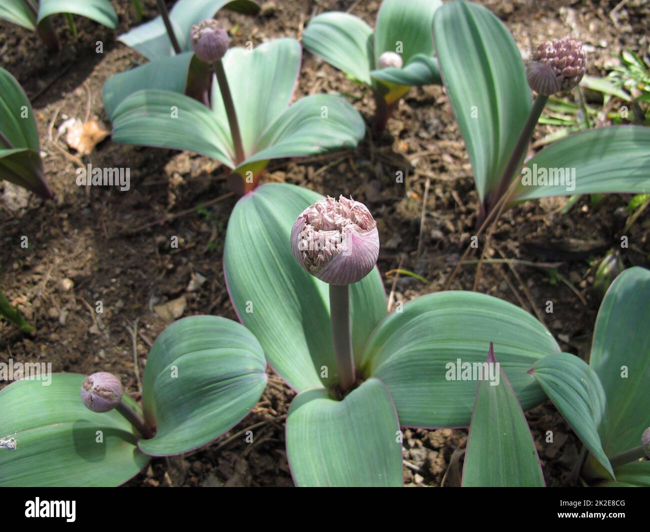 Oignon ornemental à fleurs, Allium carataviense Banque D'Images