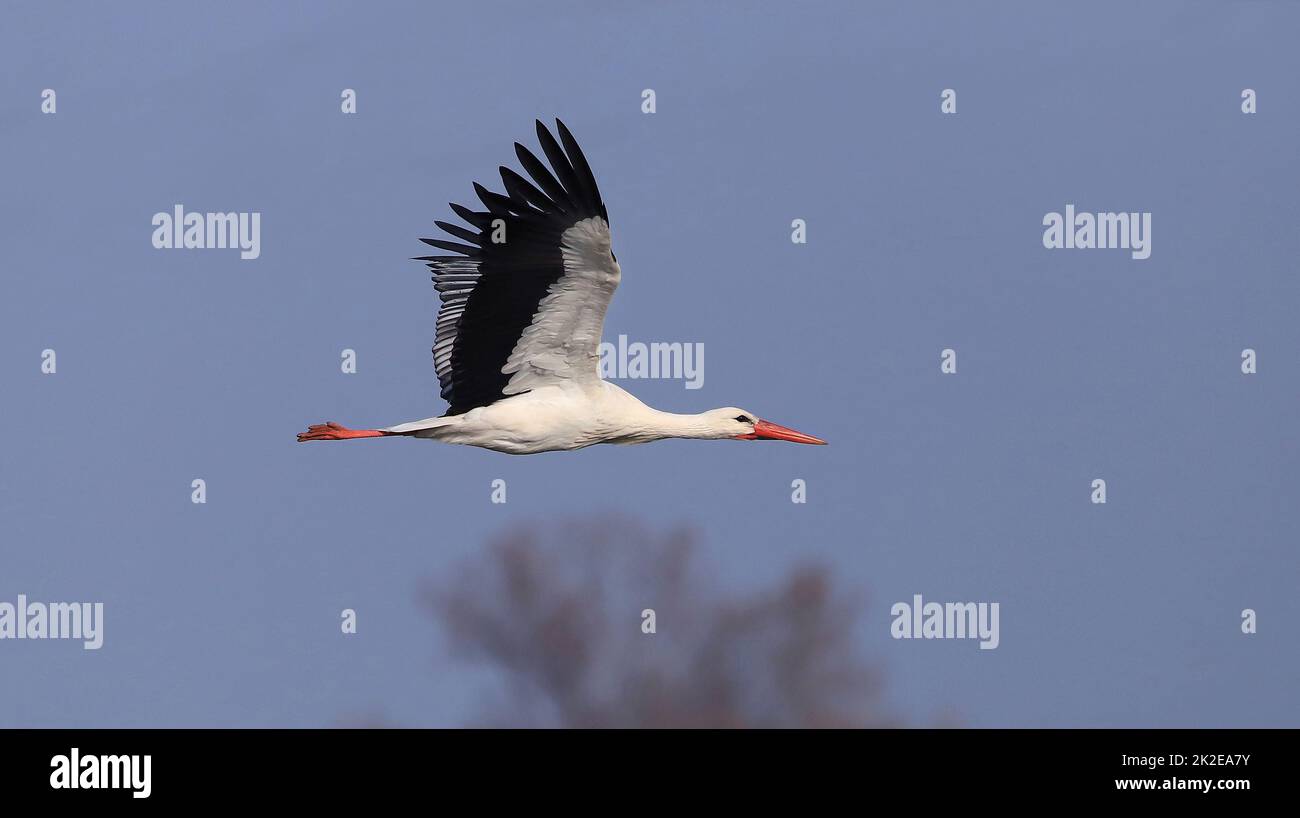 Volant de White Stork, Wingspan environ 2 mètres Banque D'Images