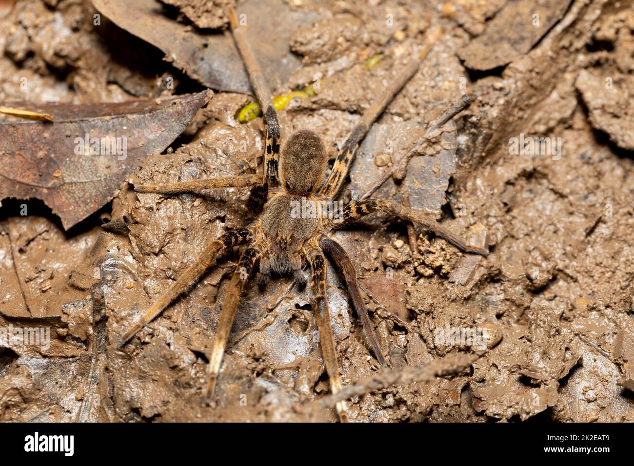 Femelle de Fishing Spider, Ancylometes rufus. Costa Rica Banque D'Images