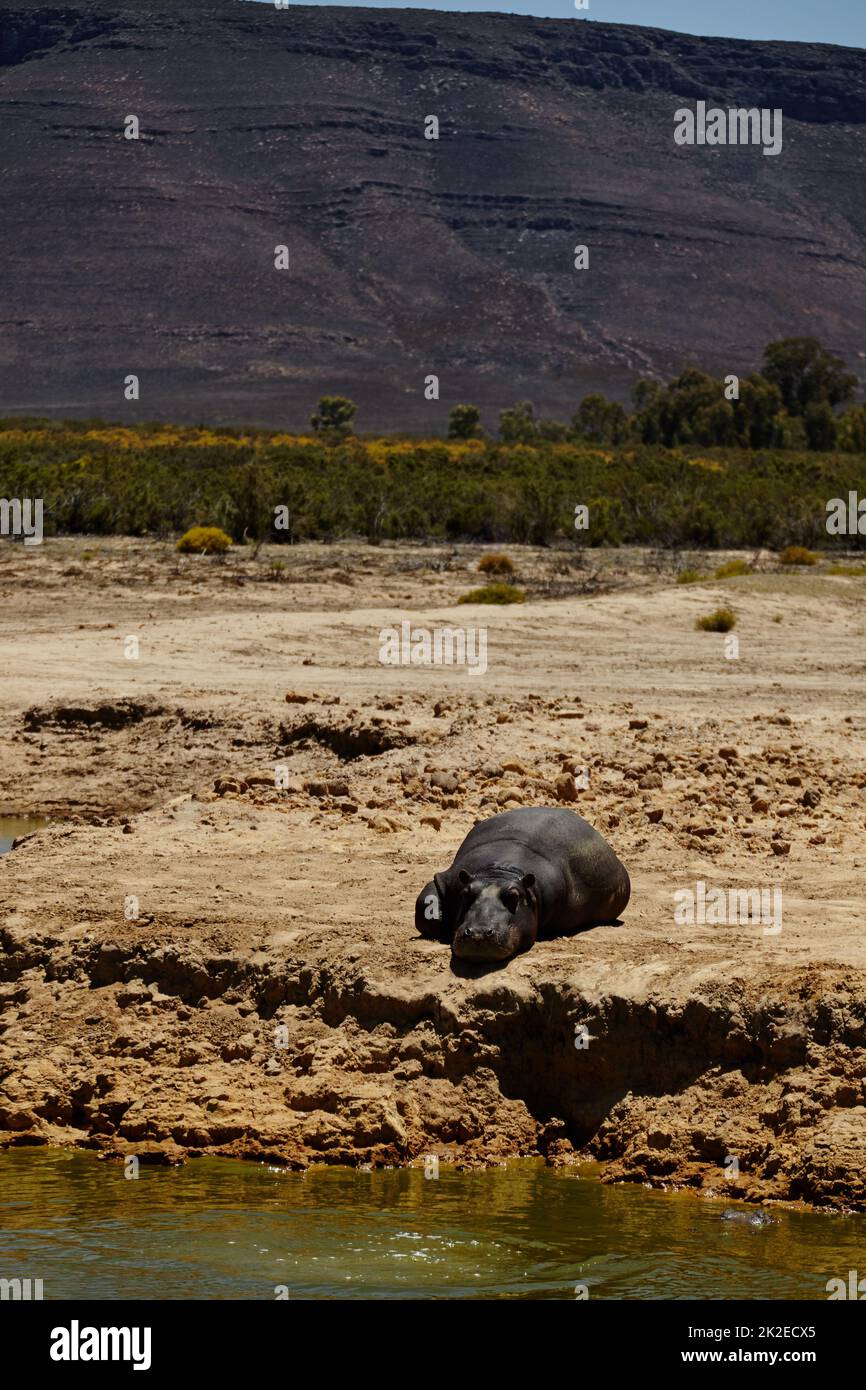 Profitez du soleil de midi. Photo d'un hippopotame situé près d'un trou d'eau dans les plaines d'Afrique. Banque D'Images