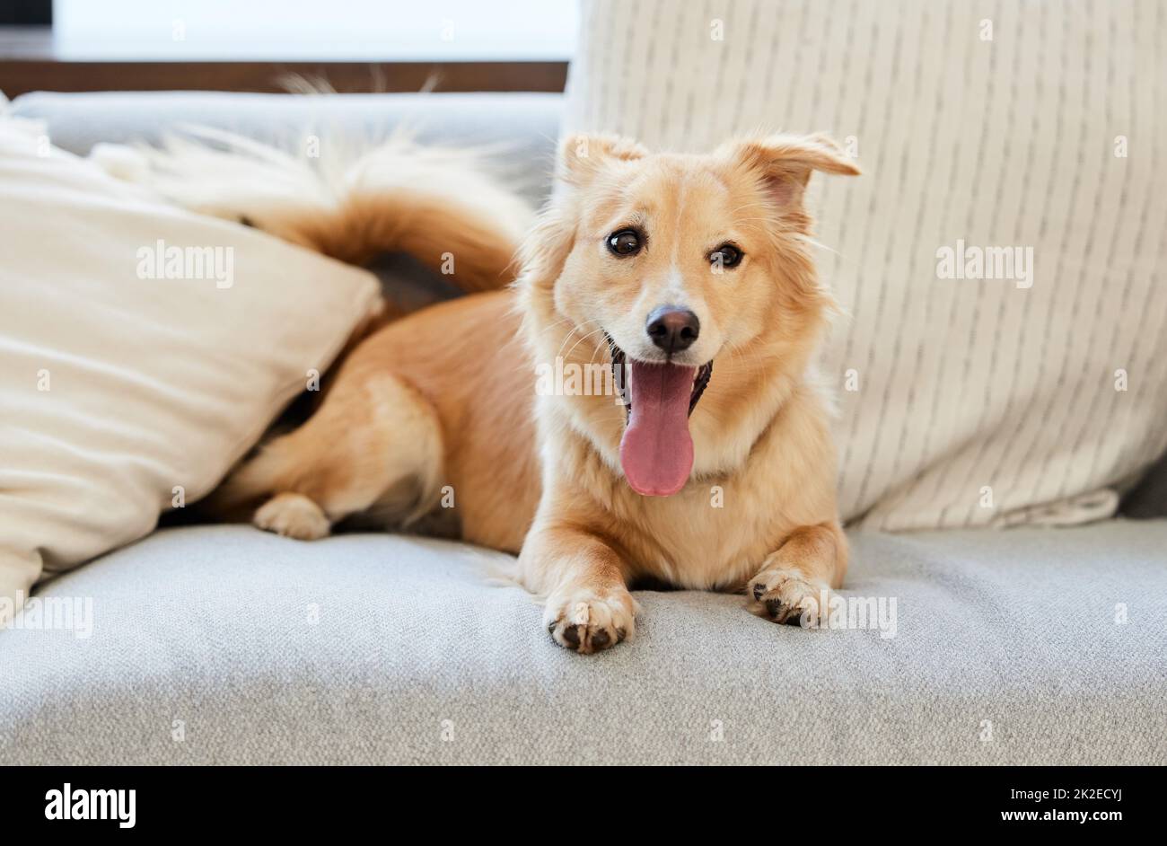 Chaque chien est l'exception. Photo d'un adorable chien moelleux se reposant sur un canapé à la maison. Banque D'Images