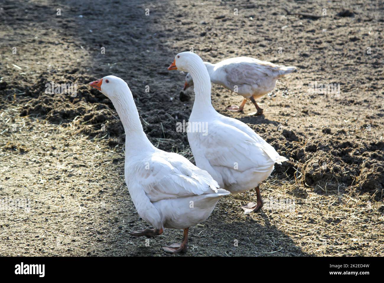 Oies blanches sur la ferme. Les oies sont des oiseaux aquatiques. Banque D'Images