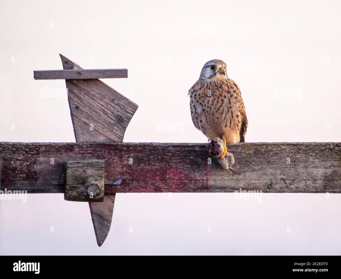 Kestrel commun sur un poteau mangeant sa proie un peu de souris Banque D'Images