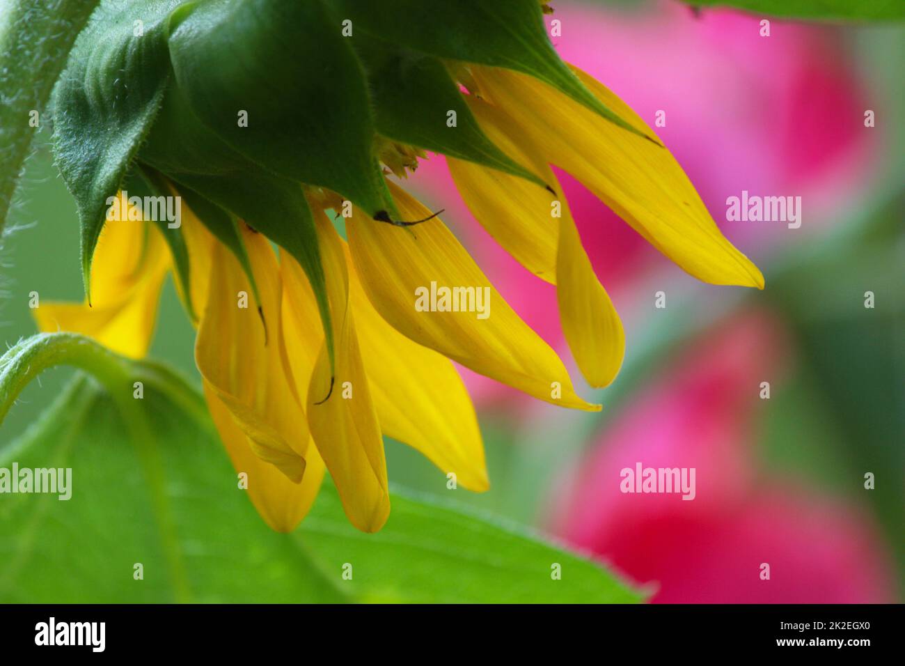 Fleurs de soleil jaunes à l'extérieur gros plan DOF peu profond Banque D'Images