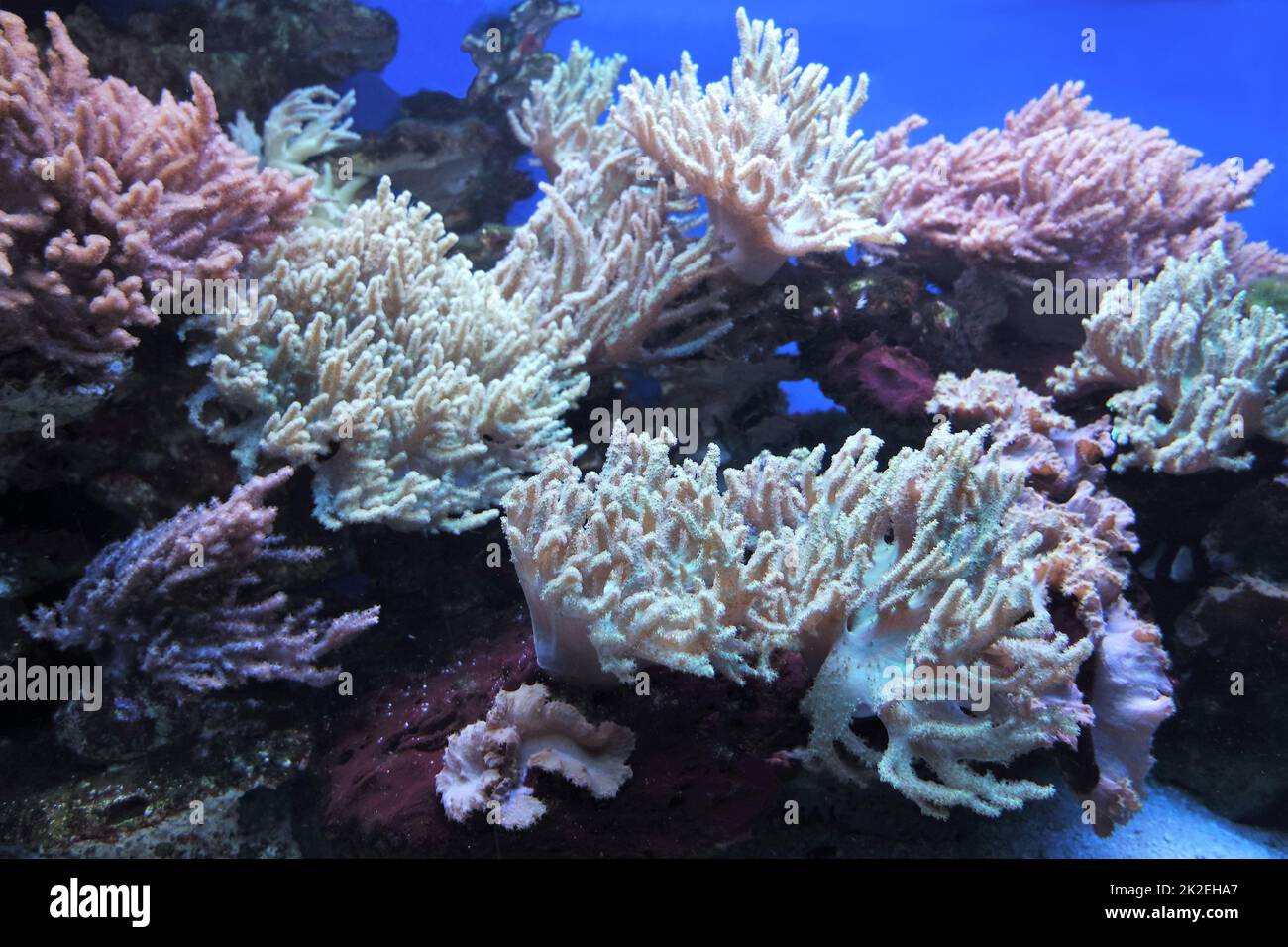 Anémones de mer et coraux dans l'aquarium Banque D'Images