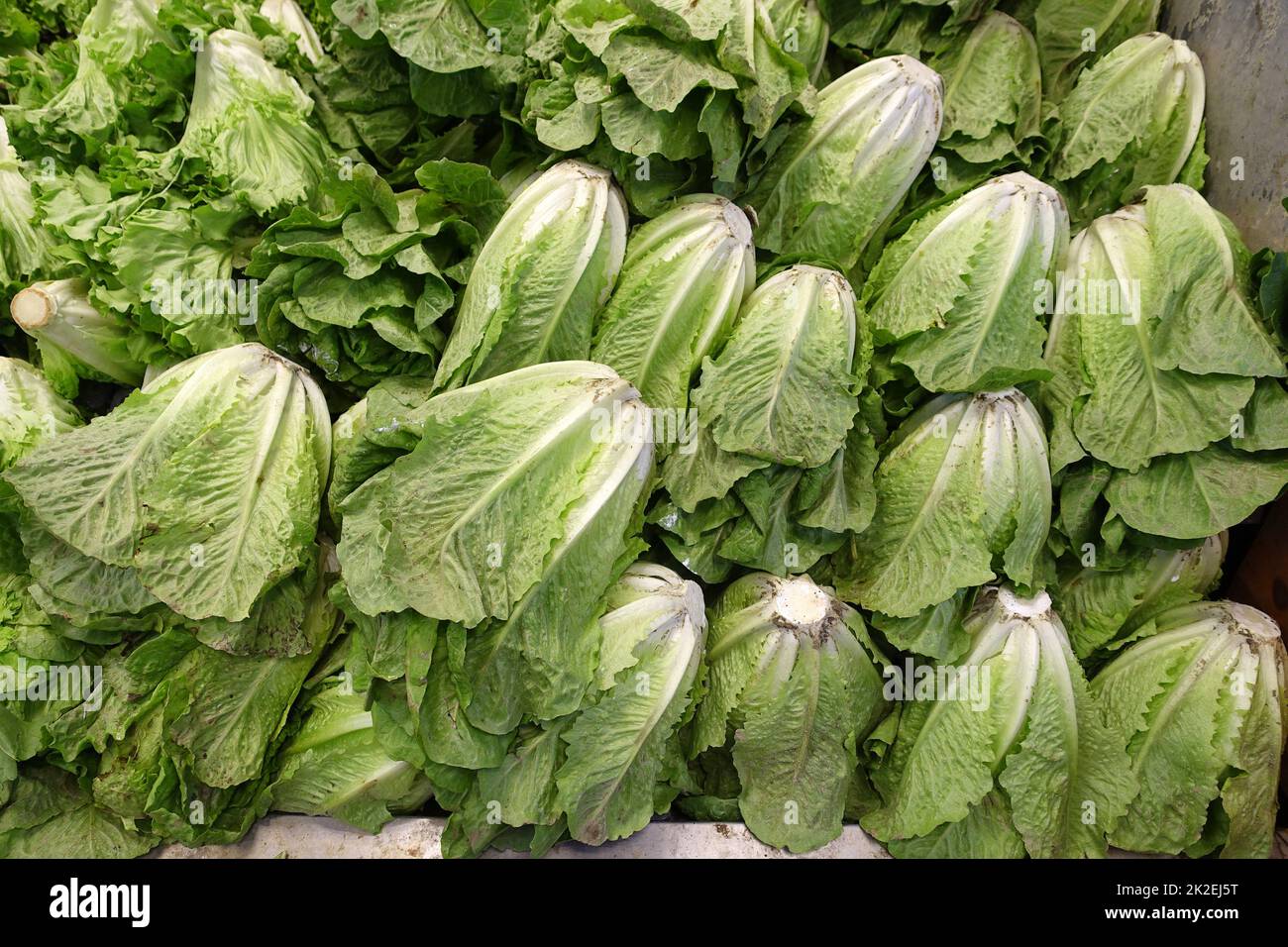 grandes lettres à vendre à l'épicerie, les lettres fraîches sont idéales pour les salades Banque D'Images