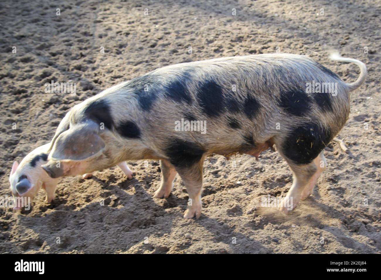 Un cochon tacheté dans une ferme. Banque D'Images