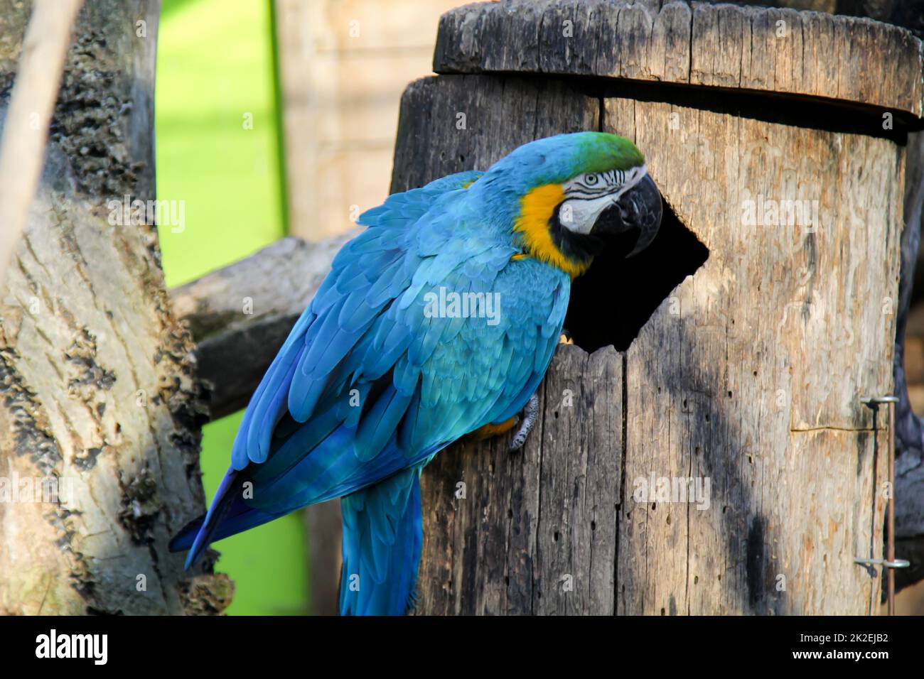 Une macaw bleue se trouve à son arbre de reproduction dans une volière. Banque D'Images