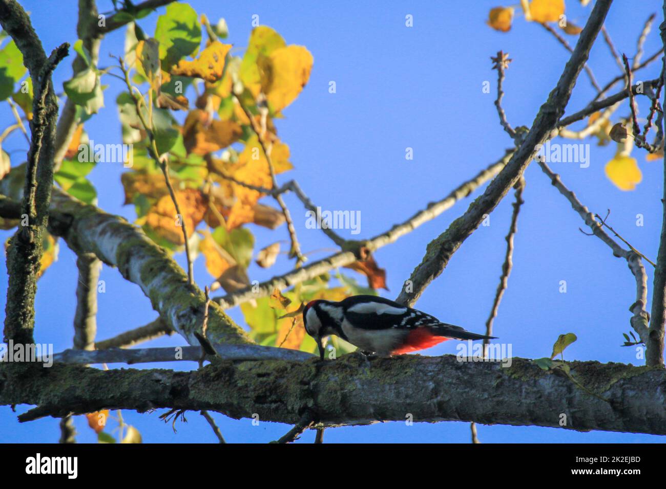 Un grand pic à pois examine l'écorce d'un arbre pour la nourriture. Banque D'Images