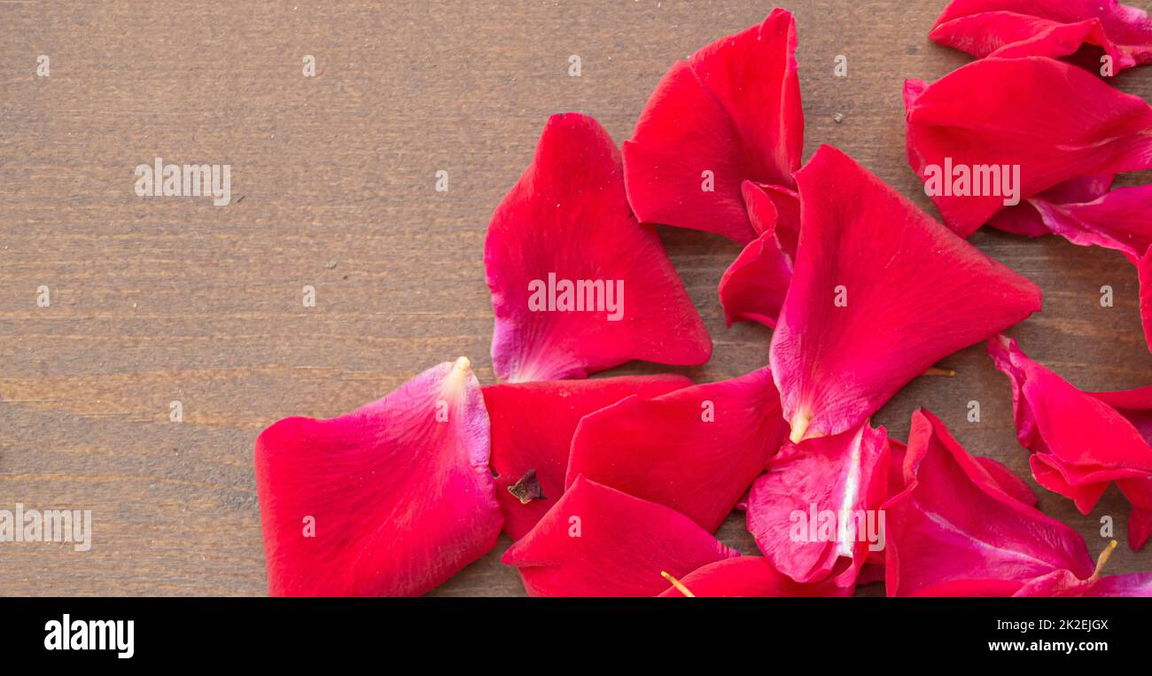 Bannière avec pétales de rose rouge sur fond marron non-focus avec espace de copie, gros plan Banque D'Images