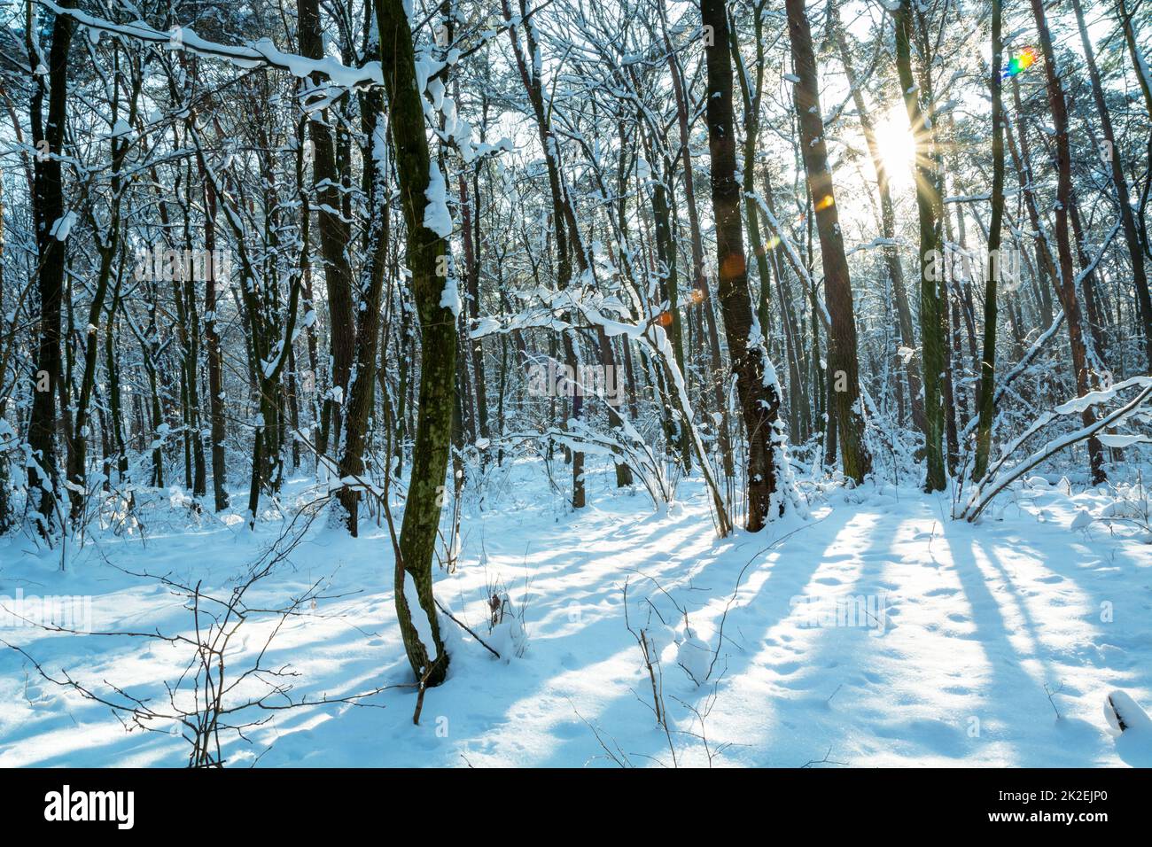 Le soleil entre les arbres dans la forêt d'hiver Banque D'Images