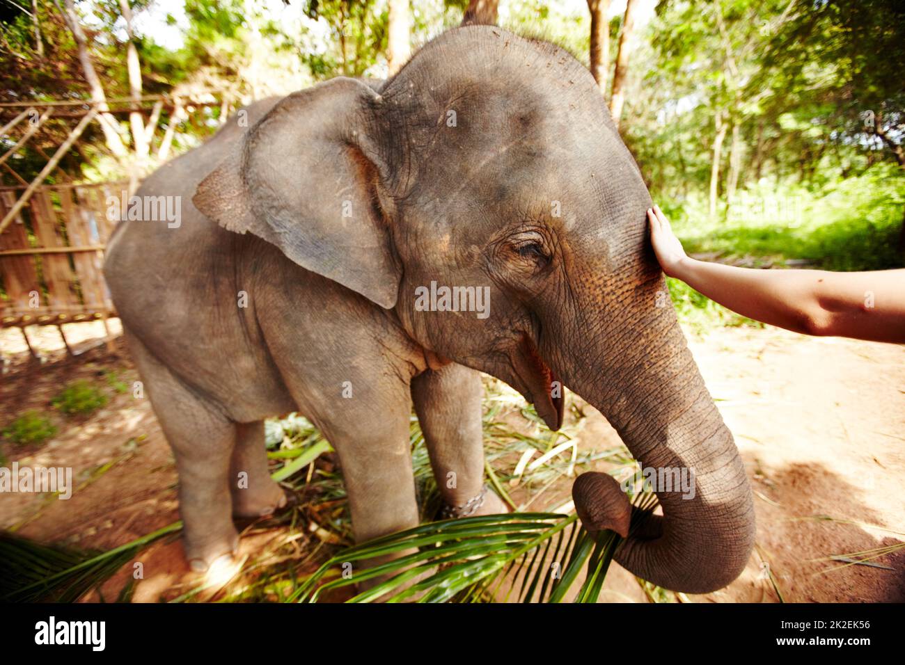Indices maximaux Elepha. Un éco-touriste se faisant aller jusqu'à caresser un veau d'éléphant d'Asie - Thaïlande. Banque D'Images